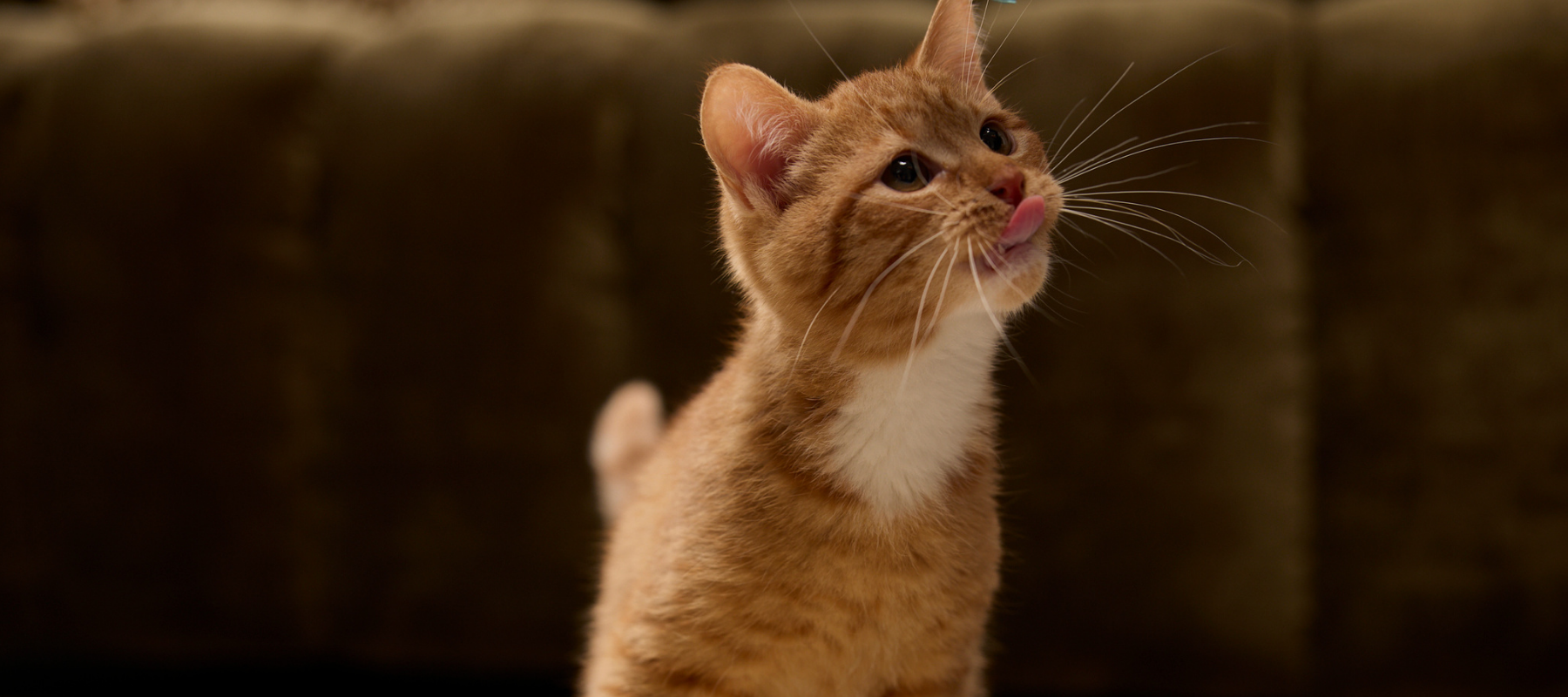 Haarballen bij katten: wat zijn ze en wat kun je eraan doen?