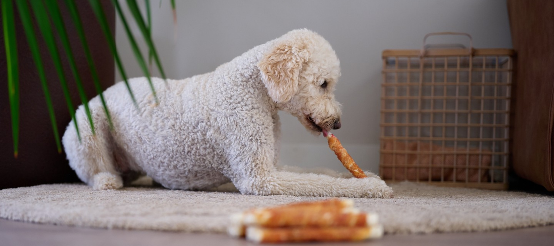 Waarom kauwsnacks zo goed zijn voor je hond.