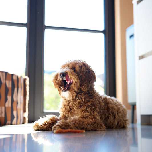 Harde vs. Zachte Honden Snacks: welke kies je?