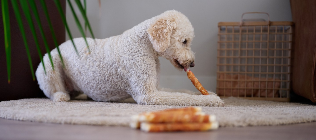 Waarom kauwen zo belangrijk is voor je hond