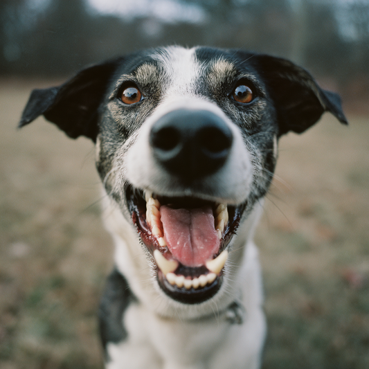 Wat helpt tegen tandplak bij mijn hond?
