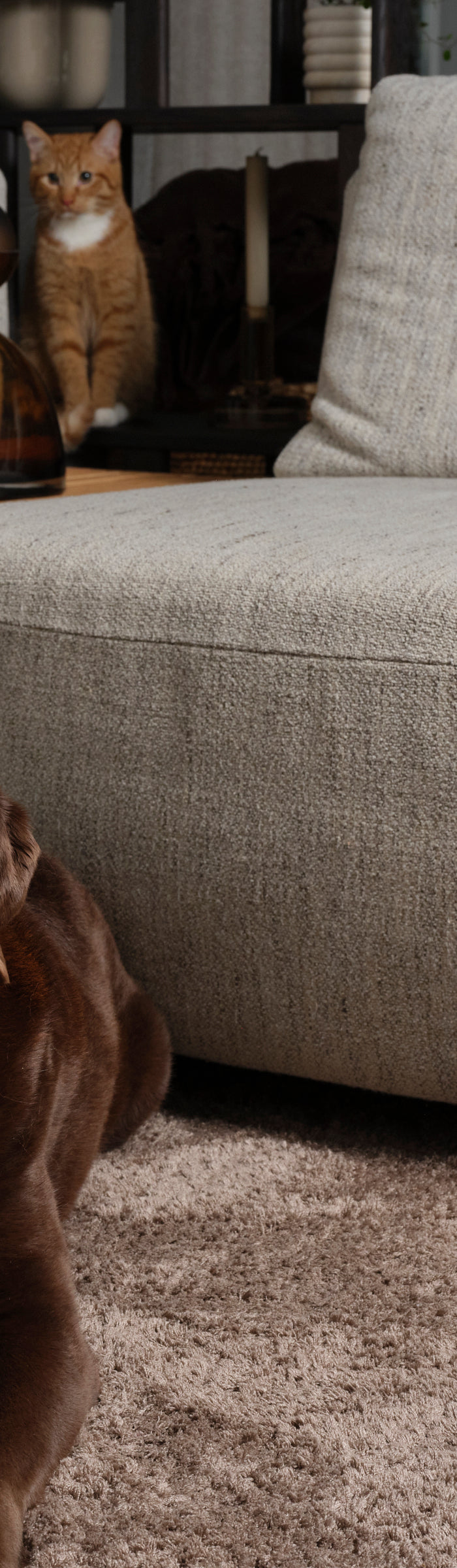 <h1>PETFACTOR SNACK CLUB</h1>