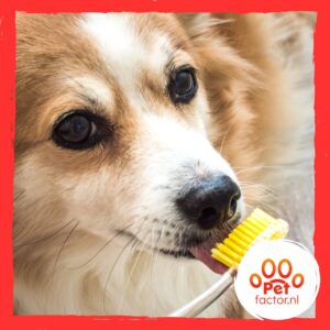 Honden tandenborstel